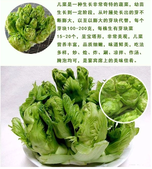 特惠精品新鲜儿菜娃娃头儿菜营养丰富品质细嫩味道鲜美1000g