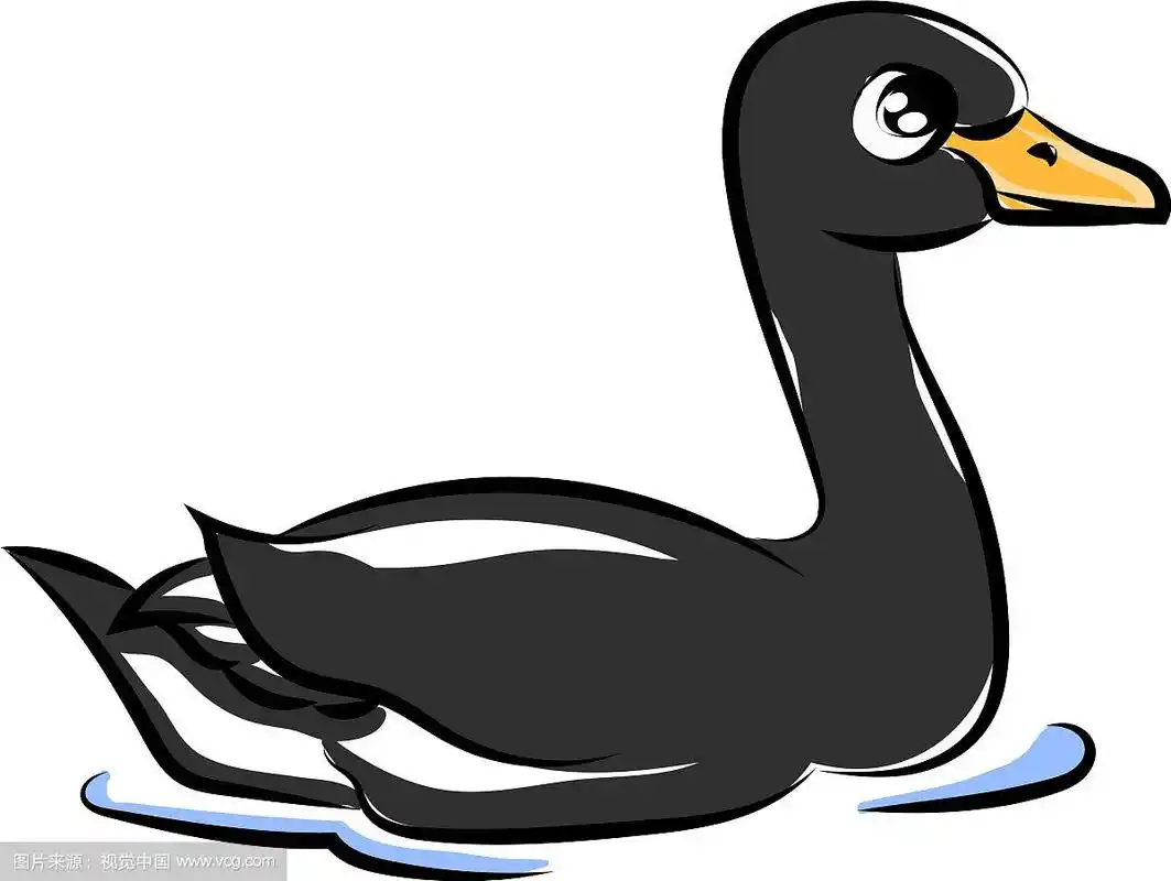 可爱的黑天鹅在白色的背景