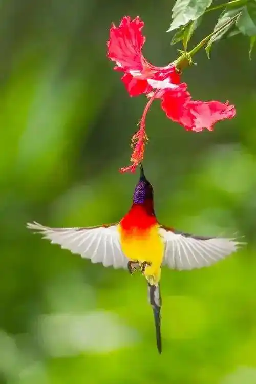 绮丽的绝美风光,喜庆的太阳鸟,给人带来吉祥_小鸟_很漂亮_大自然