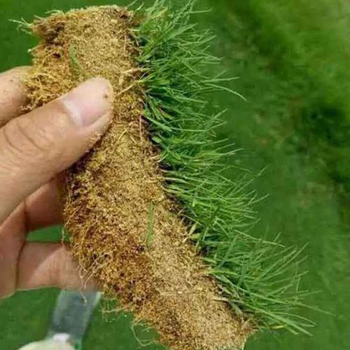 季常青庭院绿化皮马尼拉籽护坡固土种籽子四季青大面积混播型草籽参数