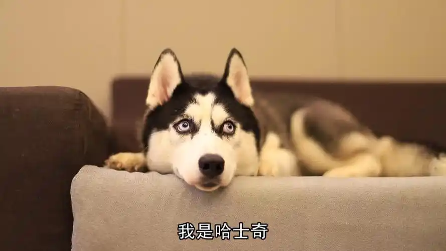 养一只为家操碎心的二哈是什么感受