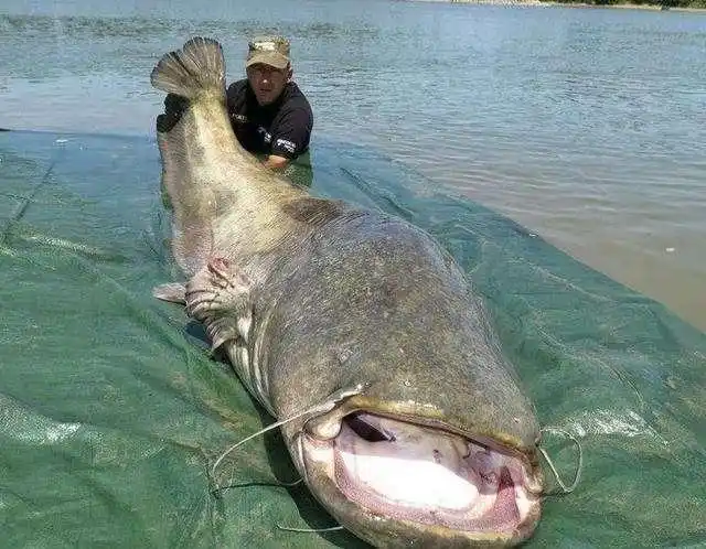 世界上有什么鱼名字?世界上有什么鱼?-图片大观-奇异网