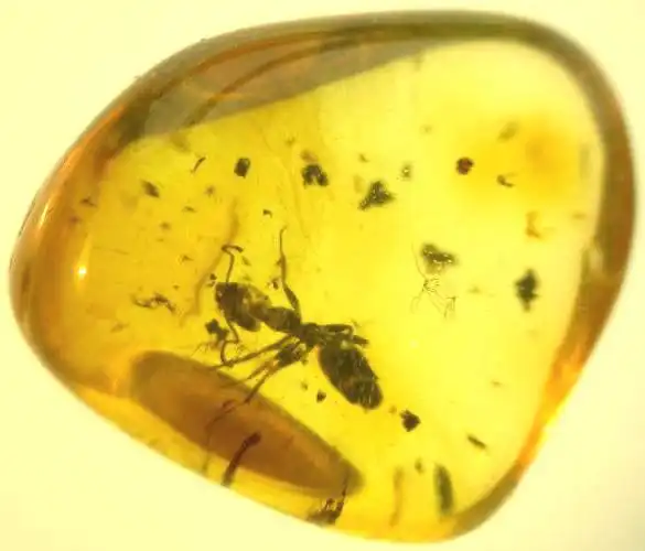 被困在琥珀中的过去生物中最美丽的发现是什么?