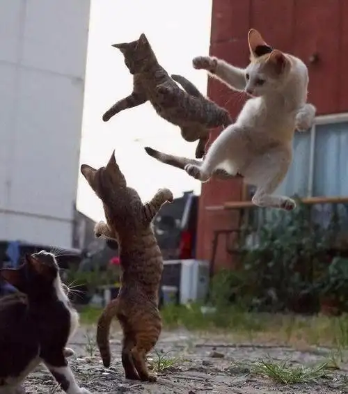 猫咪打架起来有多逗?臭屁攻击,羞辱,年轻人真的不讲武德!