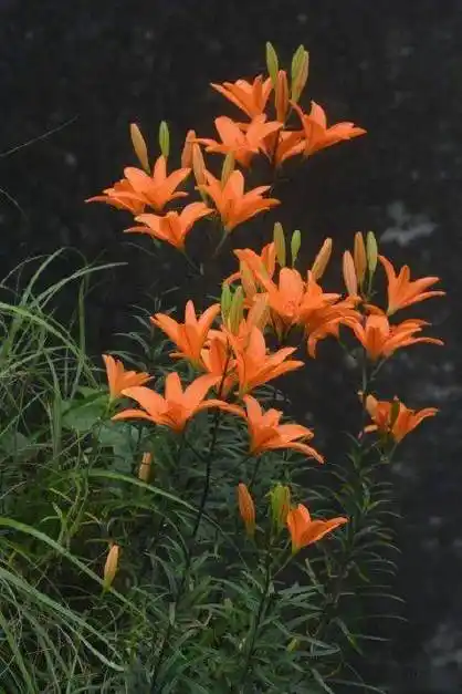 极为稀少浙江发现新品种百合花