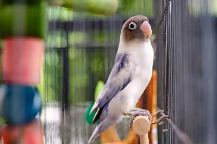 快乐的小鸟图片下载