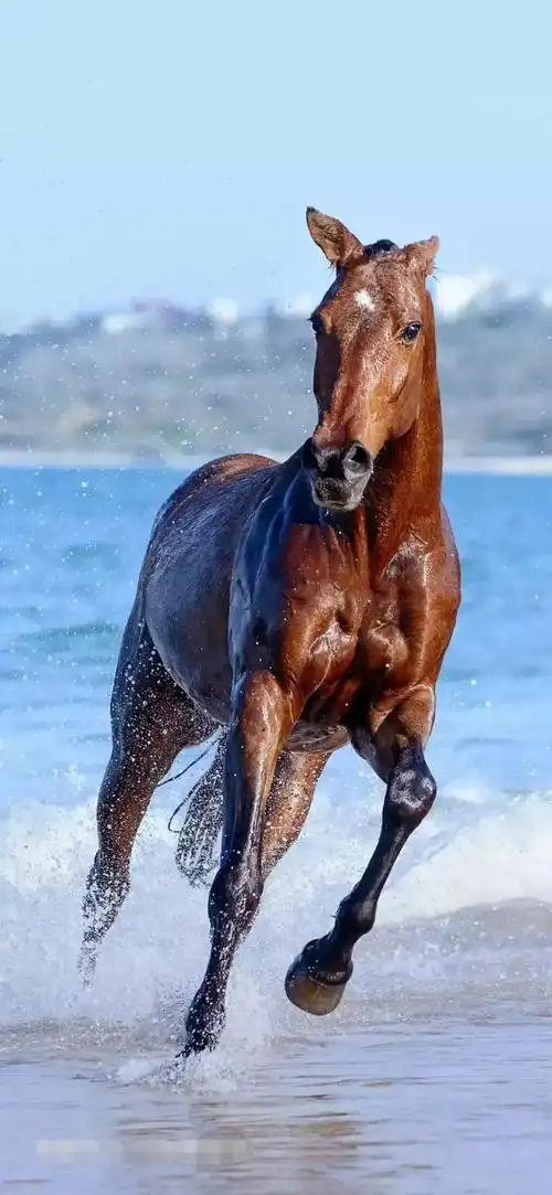 1080_2340竖版 竖屏