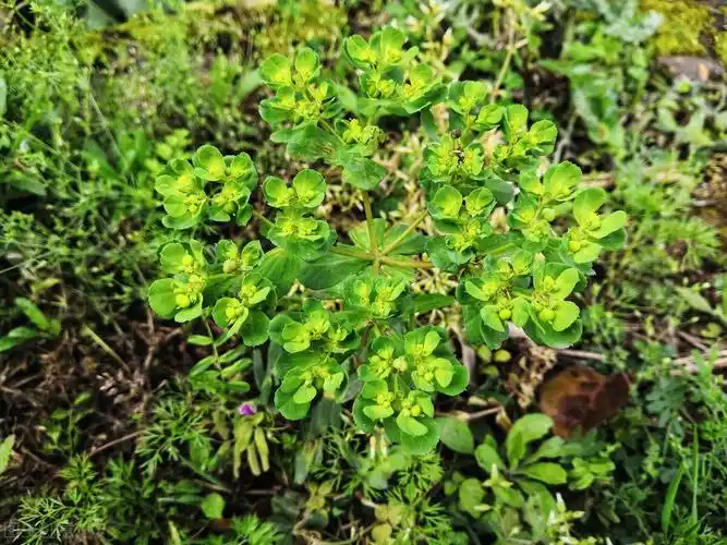 农村有毒的植物有哪些(6种在农村常见但有毒的植物