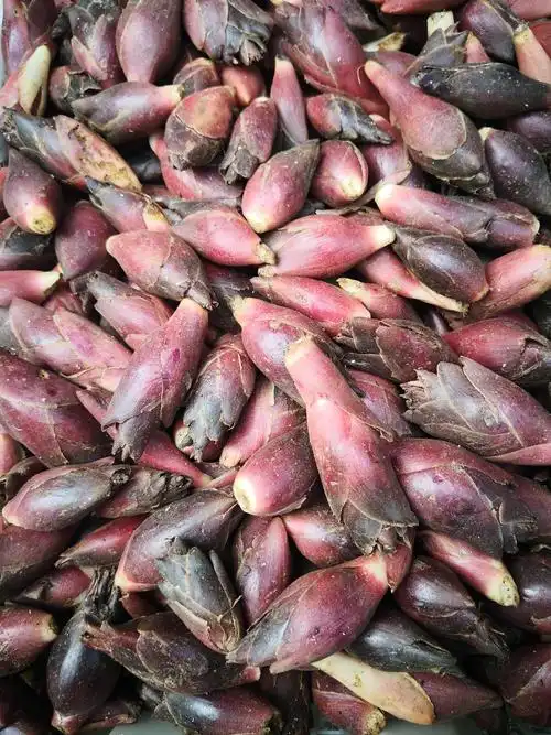 阳荷～第一次见到的植物