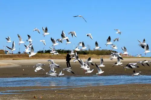 银滩海边的海鸥 - 美篇