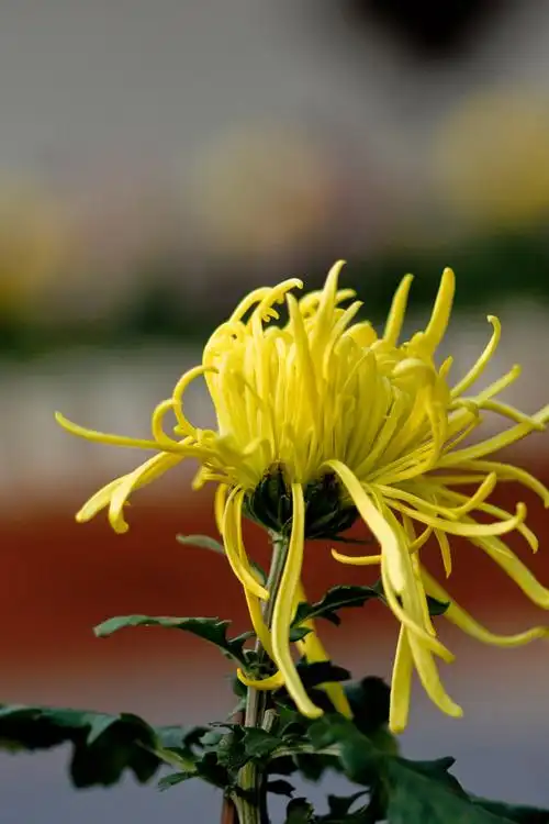 第七届都市森林菊花展(花卉美图)