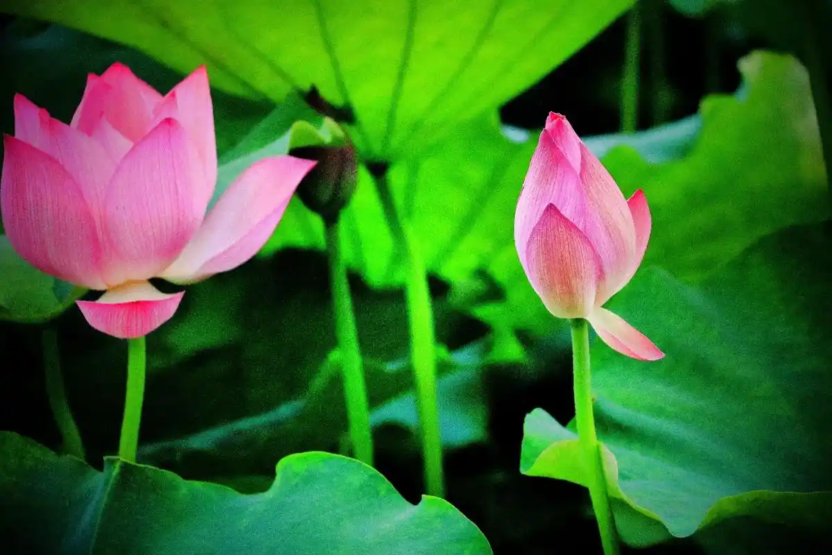 映日荷花别样红#一起享受大自然的美 #每一张照片都是满满的回 - 抖音