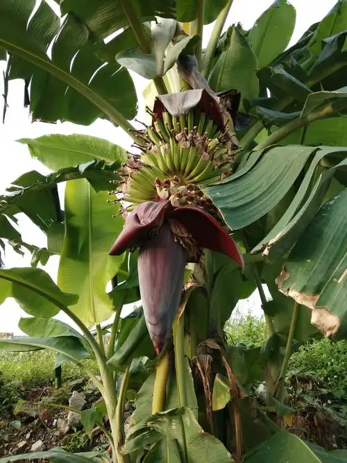 芭蕉树 - vivo官方社区