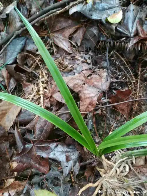 金边兰-以兰会友-中国兰花交易网社区