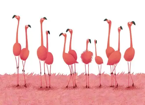 火烈鸟|插画|创作习作|小佳插画_原创作品-站酷zcool