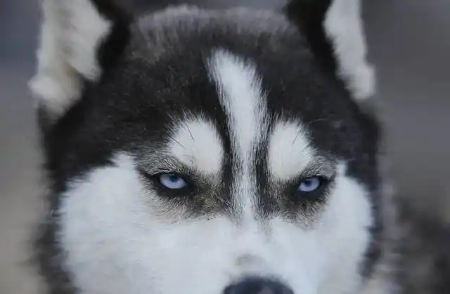 还有这邪魅狷狂的眼神,一股蜜汁自信立马出来了.