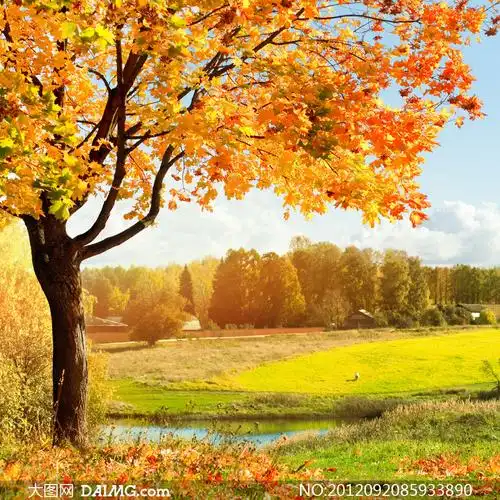 大树与小河对岸的树林摄影高清图片_大图网图片素材