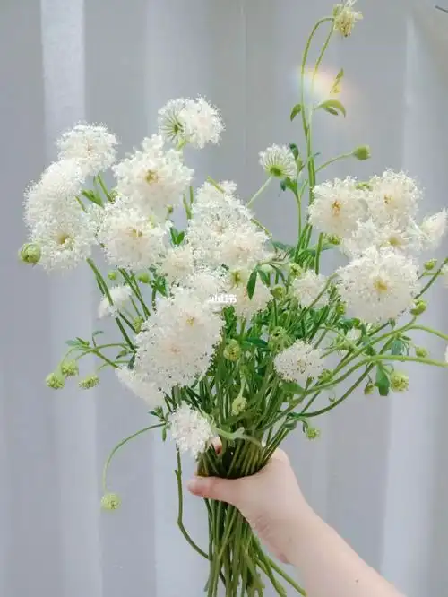 翠珠没开花的时候真的很不起眼,摆在角落里,悄悄绽放,不经意间惊艳了