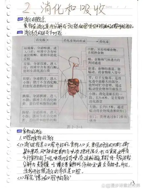 初中生物4.2.2 消化和吸收 课堂笔记