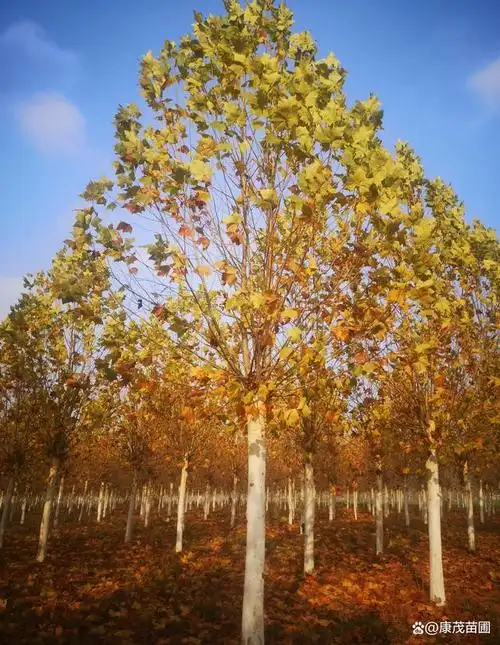 法国梧桐,即悬铃木的俗称,又分为一球,二球和三球的区别,其到底是起