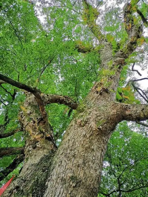 樟树丰产栽培技术,提高经济效益,必须牢记以下3个要点!