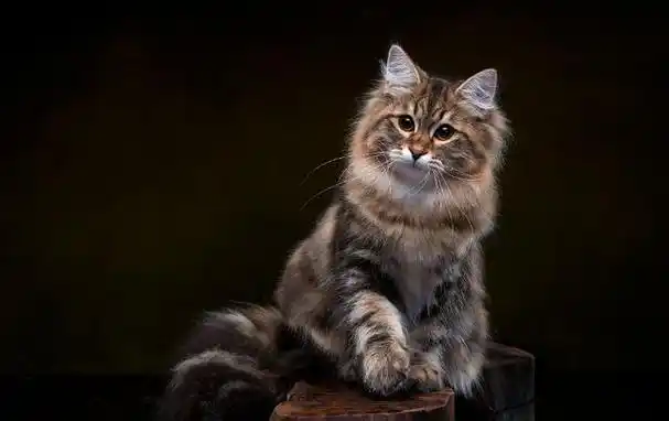 西伯利亚森林猫是一种生活在西伯利亚及周边地区的大型野生猫科动物.