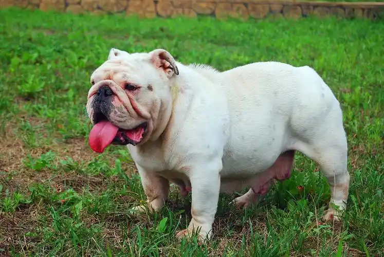 俄罗斯引进纯白英牛母