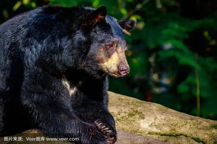 美国黑熊