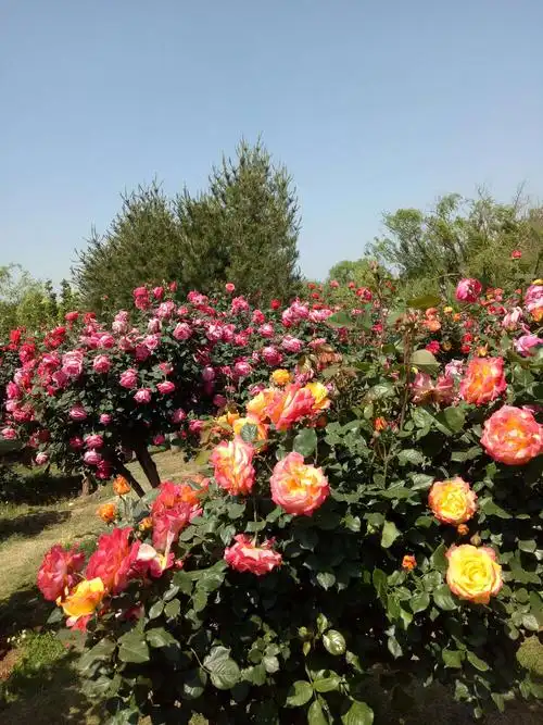 2020年5月20日 莱州月季园赏花