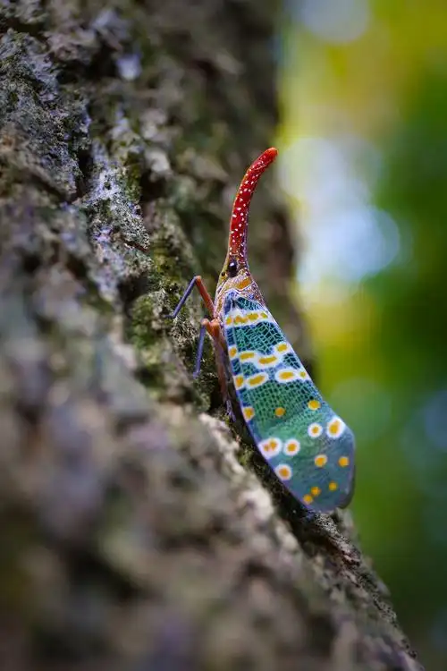 谁知道这是什么虫子?鼻子很长,翅膀五颜六色,带斑点