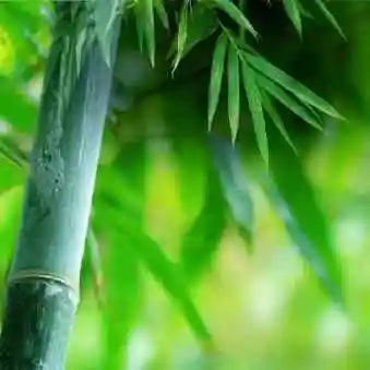 竹子绿色风景头像图片