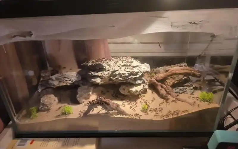 分享一下自制金沙弓背蚁沙漠造景,金沙真是颜值无敌