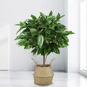 家居盆景植物花卉室内客厅图片