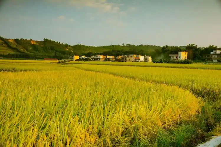 老屋门前的水稻田