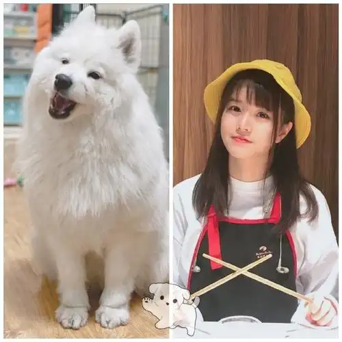 萨摩耶萨摩耶钱蓓婷胖胖(异国短毛猫)  图源超话 侵删胖胖左:孔肖吟