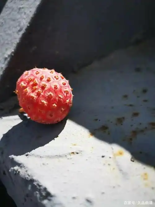 野生鸡嗉子果——邂逅的儿时记忆