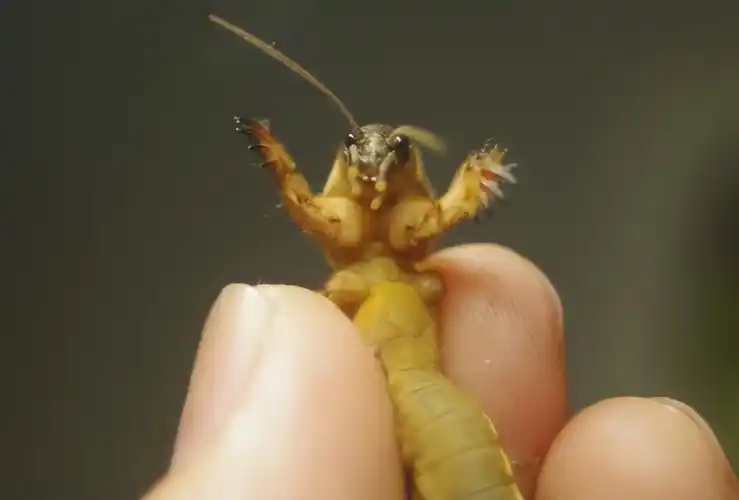 土狗多少钱一斤(蝼蛄) - 价格百科