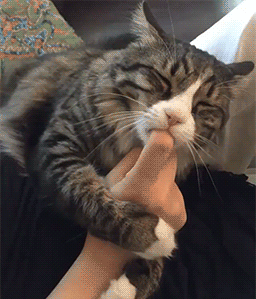 搞笑段子gif图:千万别跟世界杯较劲,世界杯永远打碎你的理想.