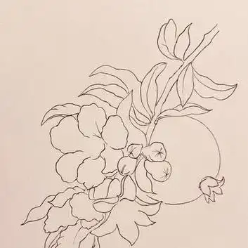 线描——石榴与石榴花