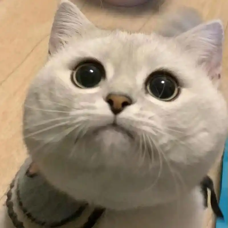 可爱猫哥头像,眼神好呆萌啊!
#猫咪头像 #居然被一只猫帅到