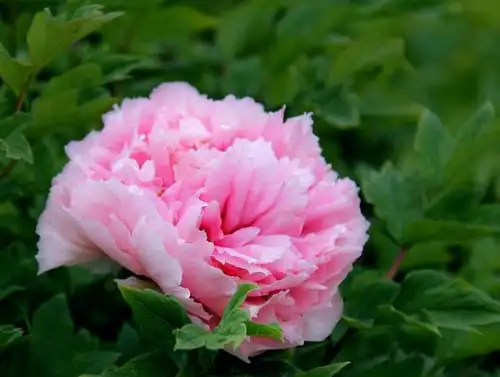 其它 唯有牡丹真国色 写美篇       "唯有牡丹真国色,花开时节动京城"