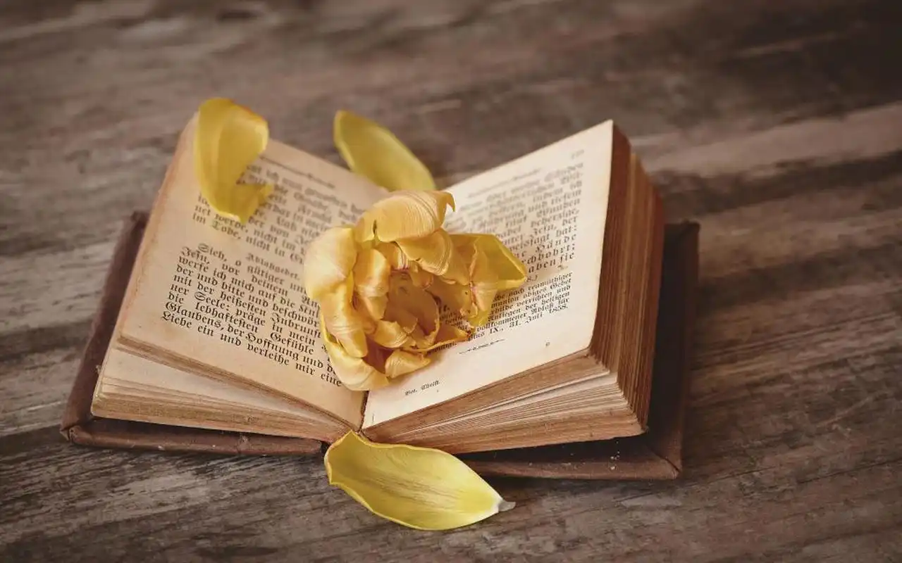 清新文艺书本创意写真,高清图片,电脑桌面-壁纸族