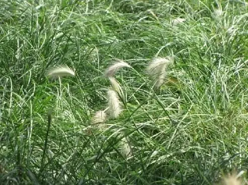 来自非洲的尖毛草,不是故事主角