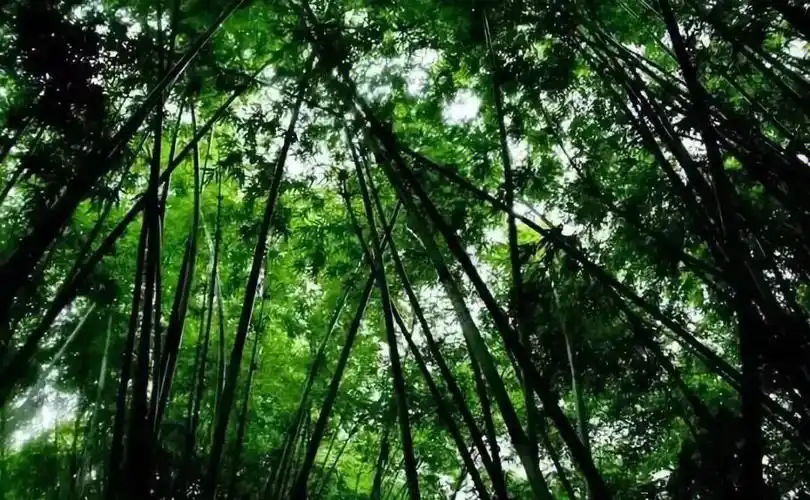 「竹林沟」水竹相依,山水相融神秘而富有自然气息的竹林幽梦兰州有个