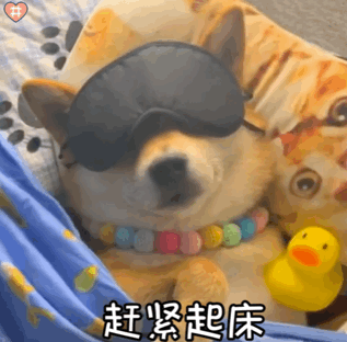 可爱柴犬表情包动图晚安 我要睡觉觉了像极了每天我的状态