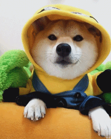 236_296gif 动态图 动图