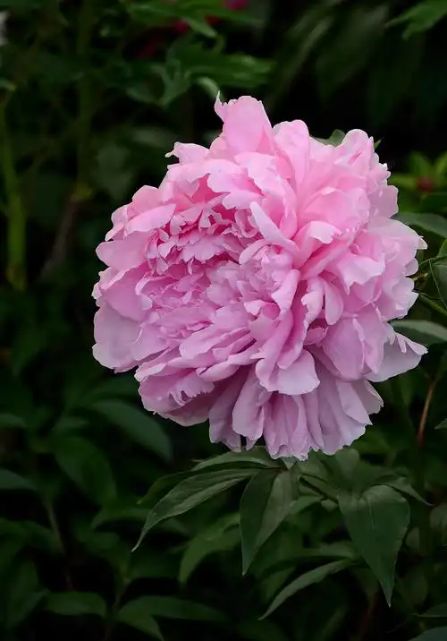 我镜头下最美的花儿花中之王牡丹花