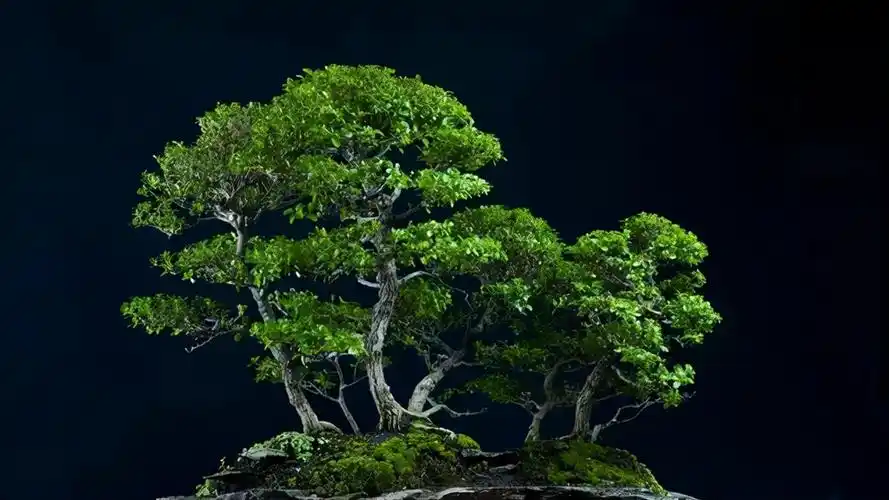 丛林式盆景是大自然的缩影,9个步骤自己在家造型,感觉与众不同