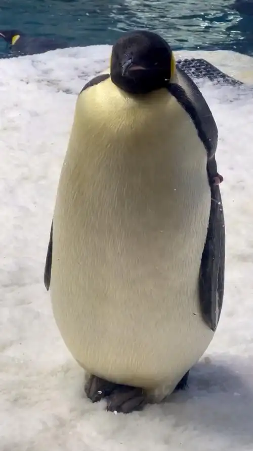 呆萌小企鹅939393