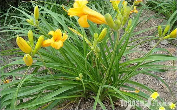 金娃娃萱草图片三金娃娃萱草的作用:色彩艳丽:该品种春季植株萌芽早